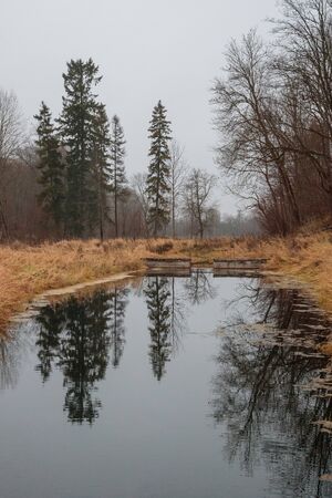 river in the forest in autumn during the daytimeの写真素材