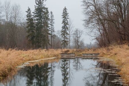 river in the forest in autumn during the daytimeの写真素材