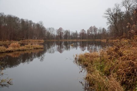 river in the forest in autumn during the daytimeの写真素材