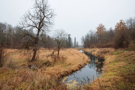 river in the forest in autumn during the daytimeの写真素材