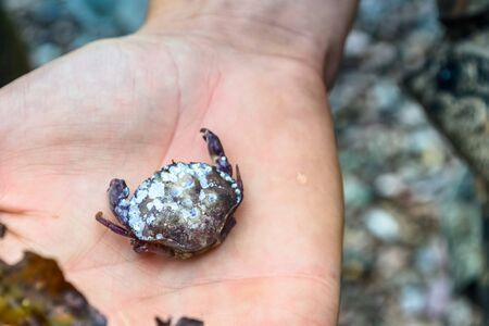 little crab in the palm of a manの写真素材