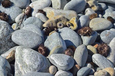 several sea urchins on the stone shore during the day