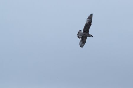 bird in the sky in the evening and dark timeの写真素材