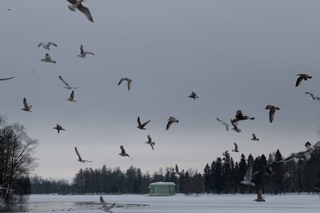 flock of birds in the sky in the eveningの写真素材