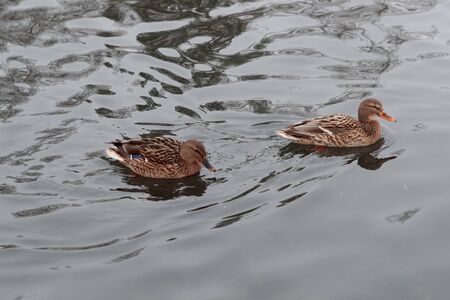 ducks in the water in the winter season in the eveningの写真素材