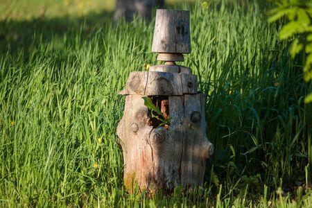 old and dry stump in the forestの写真素材