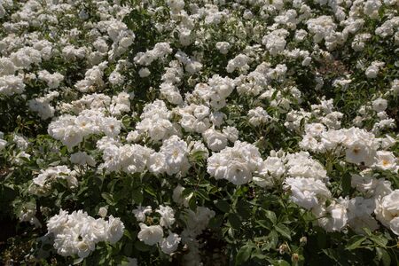 many buds of white floribunda in the daytimeの写真素材