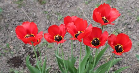 several poppies in the yard during the daytimeの写真素材