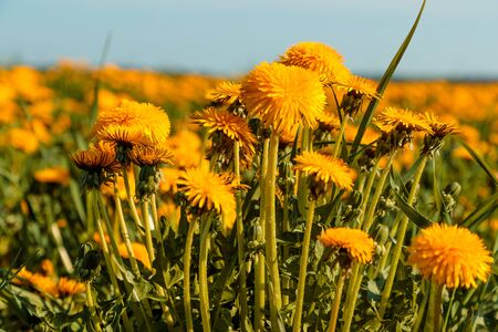 field of blooming dandelions in the summer in the daytimeの写真素材