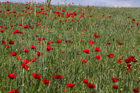 green field with corn poppies in the daytimeの写真素材