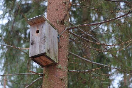 birdhouse on a tree in the forestの写真素材