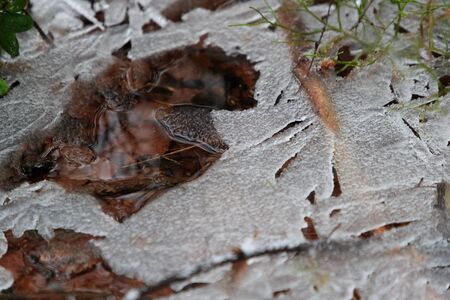 freezing on waterの写真素材