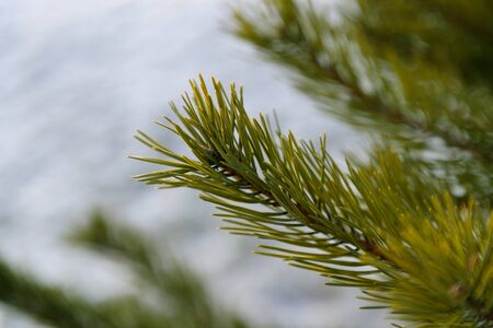 spruce branches close-up in winter forestの写真素材