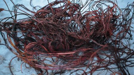Bare copper wires in the snowの写真素材