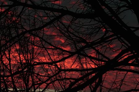 Horizontal outdoors shot of red and scary cloudy sky through the leafless tree branches.の写真素材