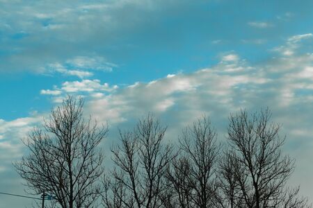 Dry trees branches against cloudy sky.の写真素材