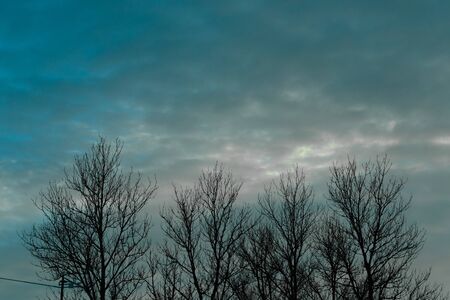 Dry trees branches against cloudy sky.の写真素材