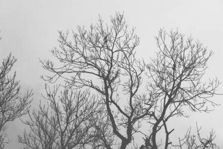 Silhouettes of old dry trees without leavesの写真素材