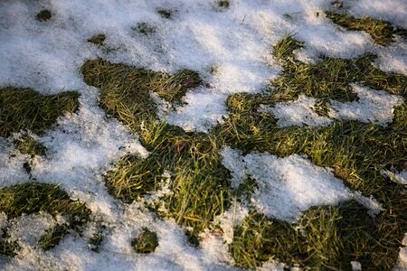Green grass under the snowの写真素材