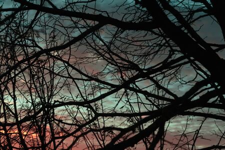 View to the sky through the branches.の写真素材
