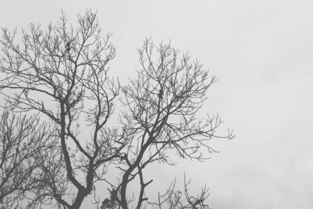 Silhouettes of old dry trees without leavesの写真素材