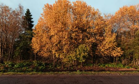 road and autumn forestの写真素材