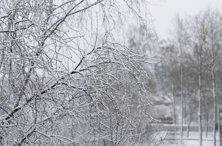 first snow in the parkの写真素材