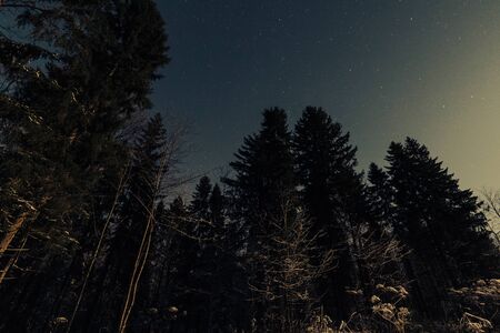 starry sky in the winter forestの写真素材