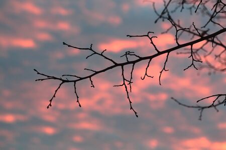 View to the sky through the branch.の写真素材