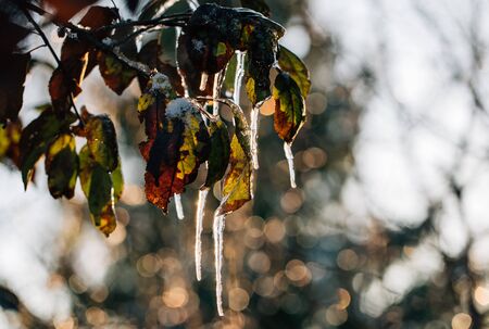 icicles on the leaves of a tree close upの写真素材