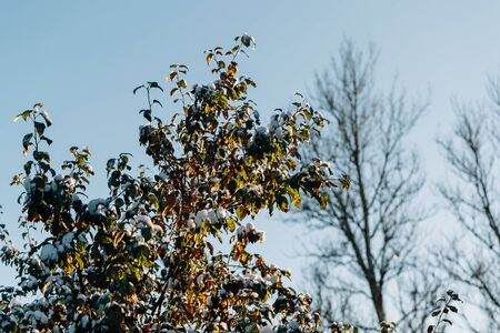 first snow on the tree in the parkの写真素材