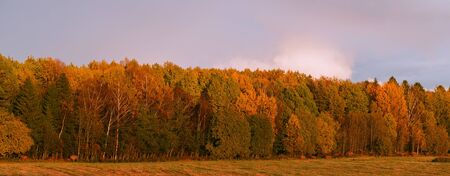 autumn forest and fieldの写真素材