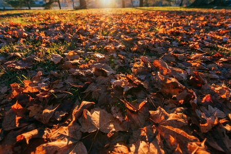dry autumn leaves on the ground in sunny weatherの写真素材