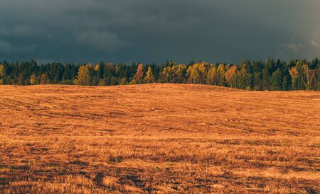 autumn forest and fieldの写真素材