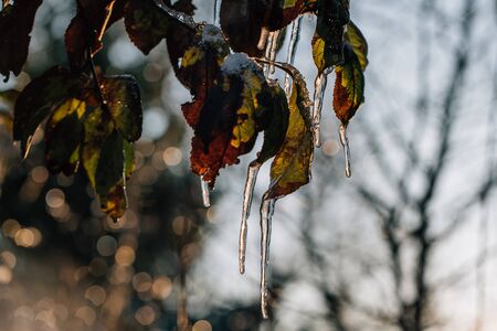 icicles on the leaves of a tree close upの写真素材