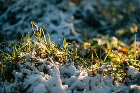 Green grass under the snowの写真素材
