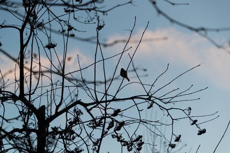 silhouette of a bird sitting on a branch of a mountain ashの写真素材