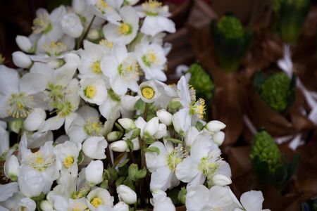 white flowers close-upの写真素材