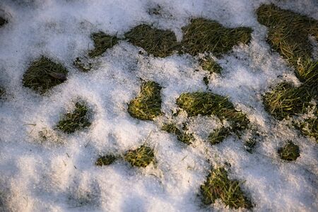 Green grass under the snowの写真素材