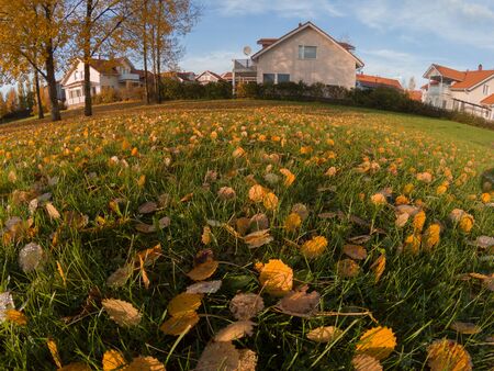 bright yellow autumn leavesの写真素材