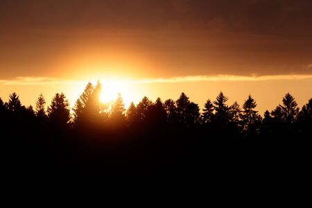 forest trees on sunset backgroundの写真素材
