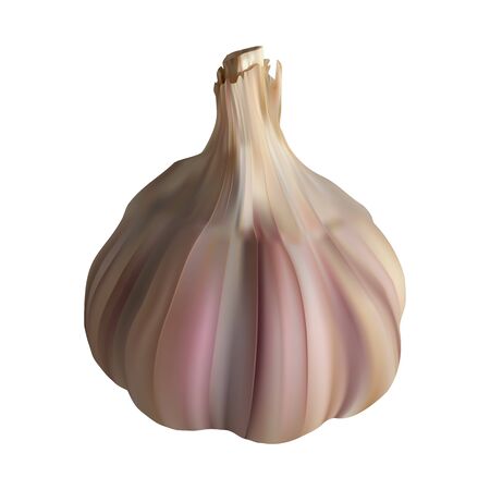 garlic vector realistic illustration on white isolated backgroundのイラスト素材