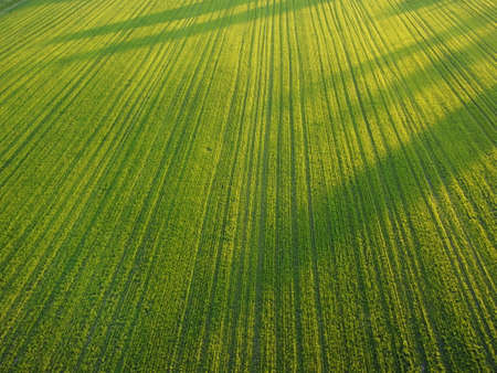 Aerial. Green grass texture background. Top view from drone.の写真素材