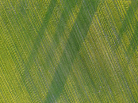 Aerial. Green grass texture background. Top view from drone.の写真素材