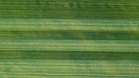 Aerial. Green grass texture background. Top view from drone.の写真素材