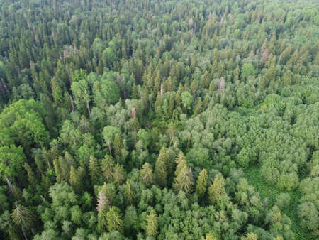 view of the green forest from above, aerial photographyの写真素材