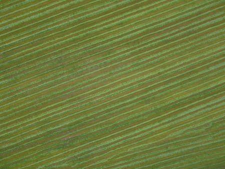 Aerial. Green grass texture background. Top view from drone.の写真素材