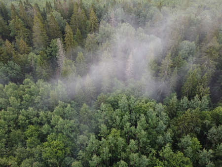 top view of a burning green forest, aerial photoの写真素材
