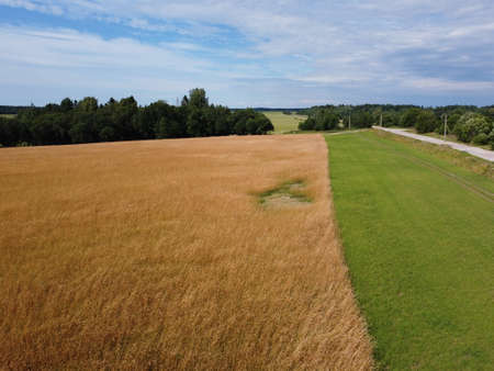 Golden Hay Field In Green Agricultural Landscapeの写真素材
