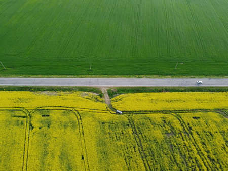 Aerial view rapeseed blooming. Yellow fields from above.